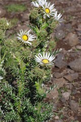 Berkheya cirsiifolia