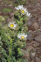 Berkheya cirsiifolia