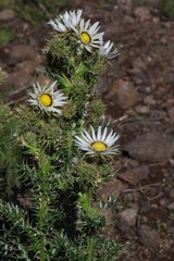 Berkheya cirsiifolia