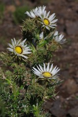 Berkheya cirsiifolia