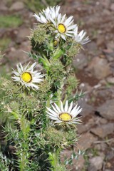 Berkheya cirsiifolia