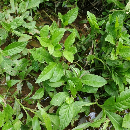 Image of Struchium sparganophorum by (c) Cheongweei Gan, some rights reserved (CC BY-SA)