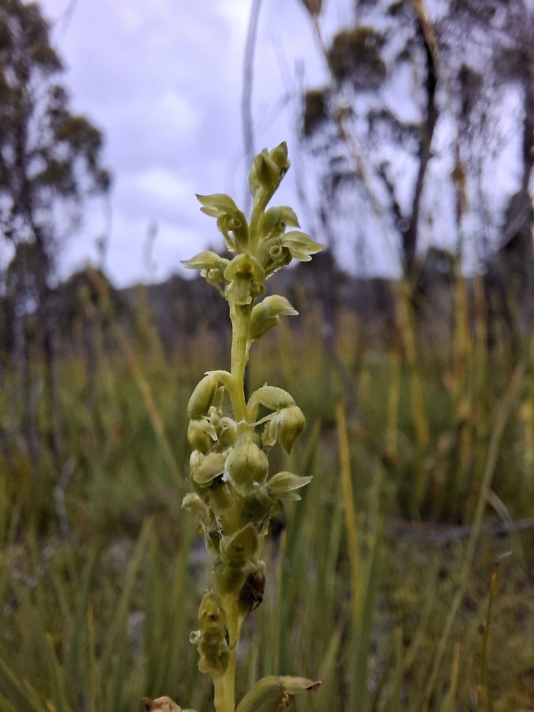Microtis oblonga