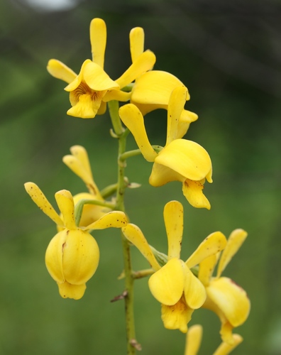 Vlei Harlequin