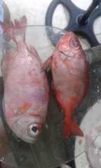 Priacanthus arenatus