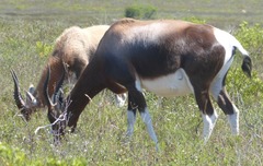 Damaliscus pygargus pygargus