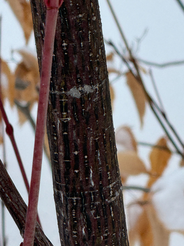 Striped maple