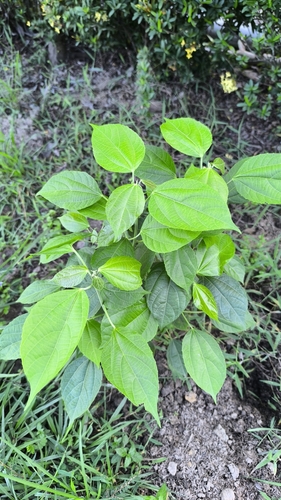 Alchornea triplinervia (Alchornea triplinervia)