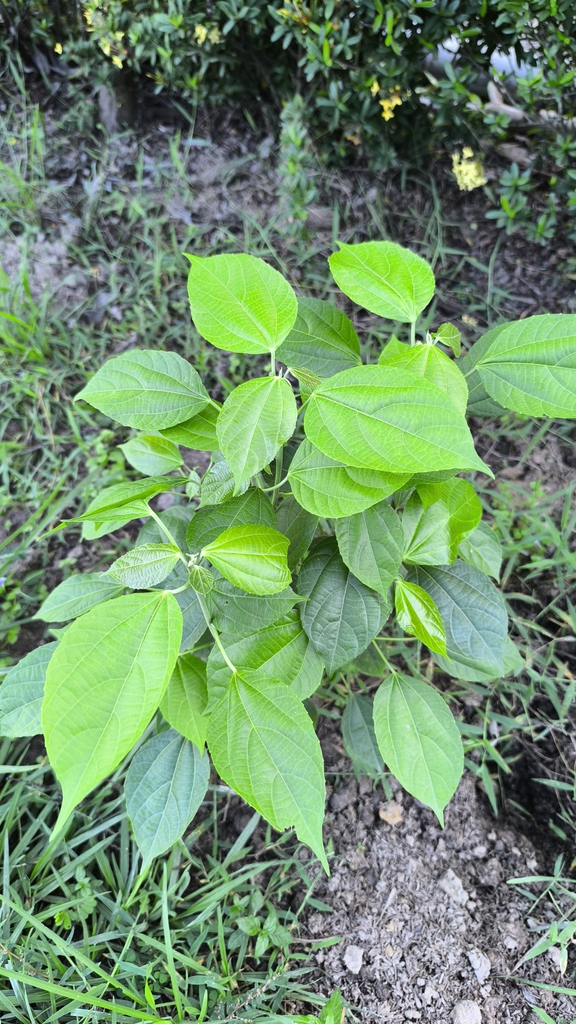 Alchornea Triplinervia (Alchornea triplinervia)