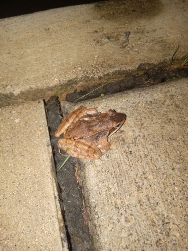 Wood Frog observed by m1m6