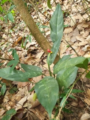Aglaonema commutatum