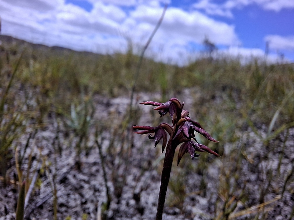 Genoplesium archeri