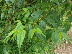 Trema cannabina