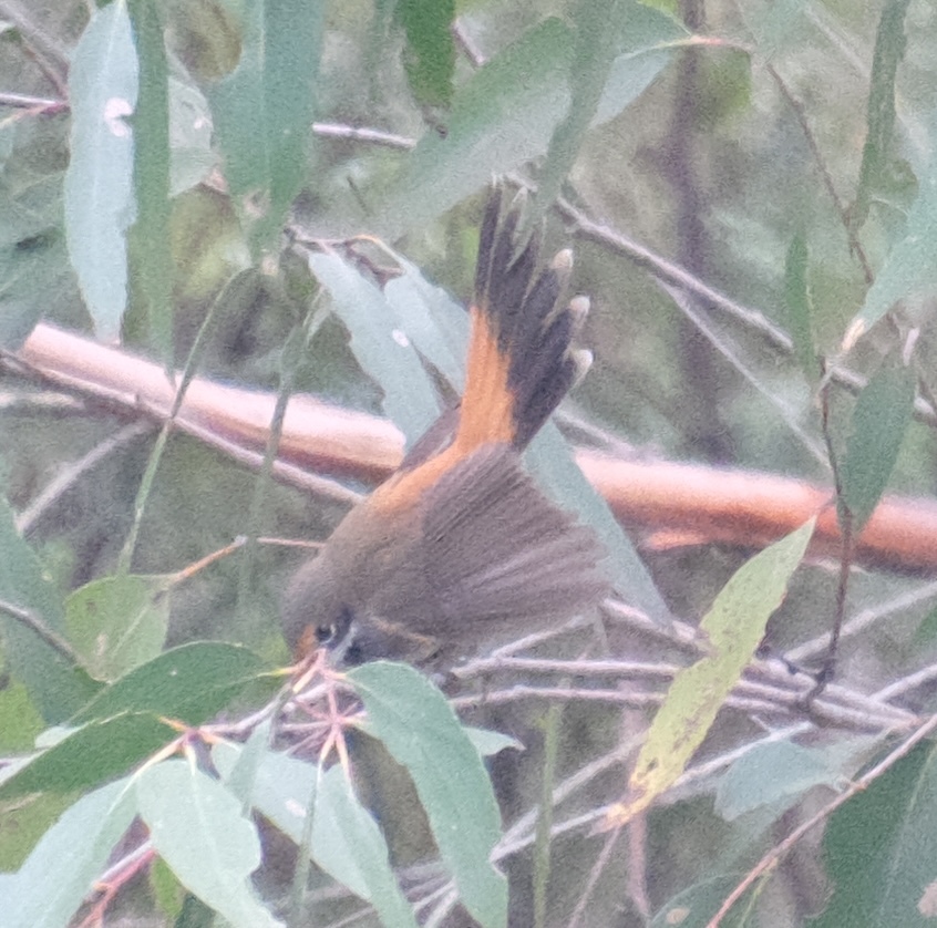 Australian Rufous Fantail (Rhipidura rufifrons), photo 7