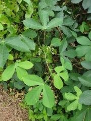 Manihot carthagenensis