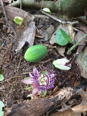 Passiflora laurifolia