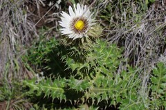 Berkheya cirsiifolia