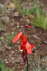 Gladiolus saundersii