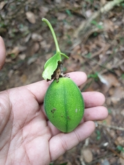 Passiflora laurifolia