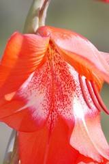 Gladiolus saundersii