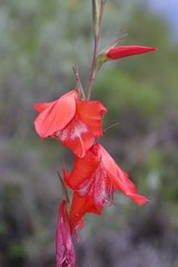 Gladiolus saundersii