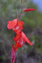 Gladiolus saundersii