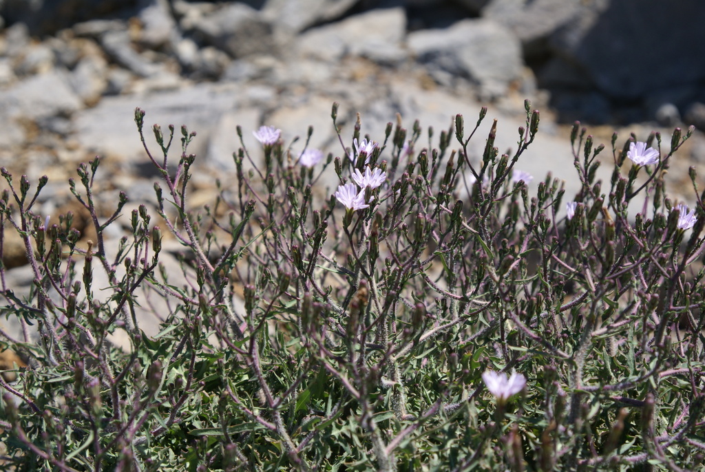 Lactuca palmensis