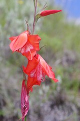 Gladiolus saundersii