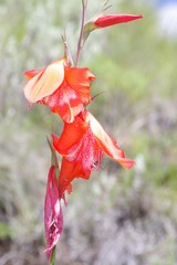 Gladiolus saundersii