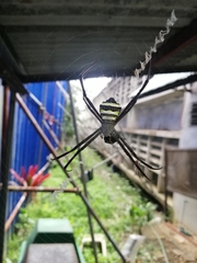 Argiope