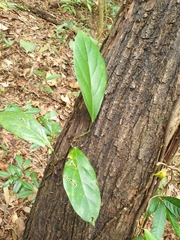 Ficus apiocarpa
