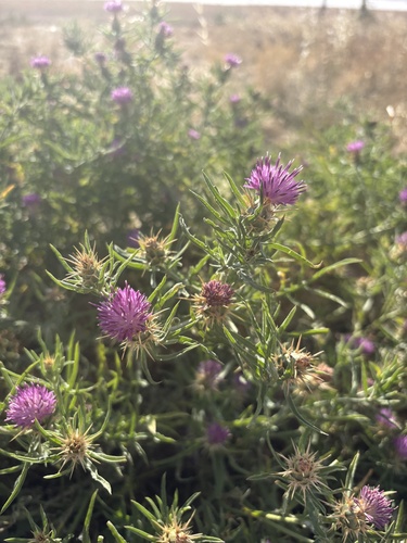 purple star-thistle
