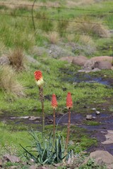 Kniphofia caulescens