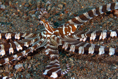 Wunderpus photogenicus