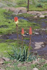 Kniphofia caulescens
