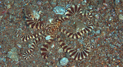 Wunderpus photogenicus