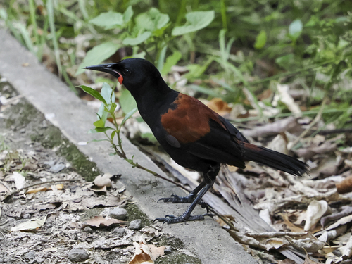 South Island Saddleback (Philesturnus carunculatus)