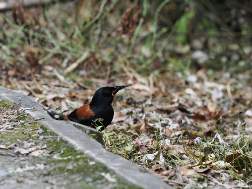 South Island Saddleback (Philesturnus carunculatus), photo 2