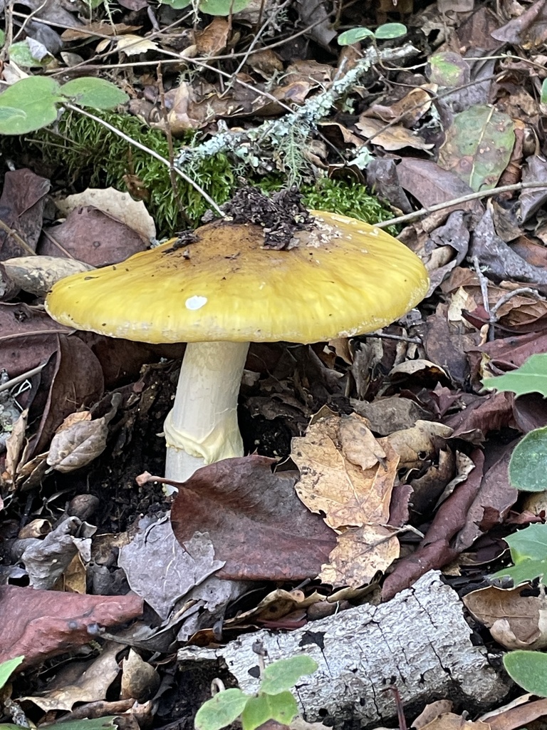Amanita augusta · January 2026 · photo: © dkincmbria (iNaturalist, cc0)