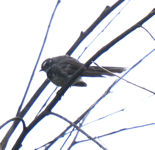 Grey Fantail (Rhipidura albiscapa), photo 5