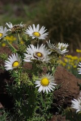 Berkheya cirsiifolia