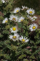 Berkheya cirsiifolia