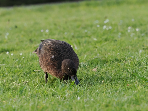 Brown Teal (Anas chlorotis), photo 5