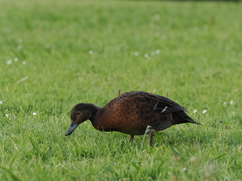 Brown Teal (Anas chlorotis), photo 6