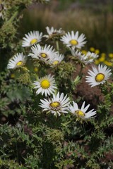 Berkheya cirsiifolia