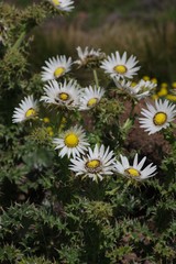 Berkheya cirsiifolia