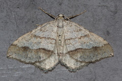 Perizoma parallelolineatum