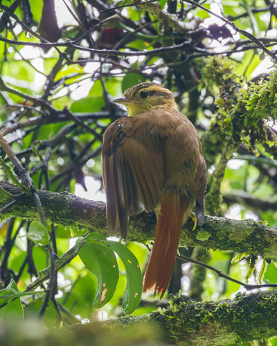 Sharp-billed Treehunter