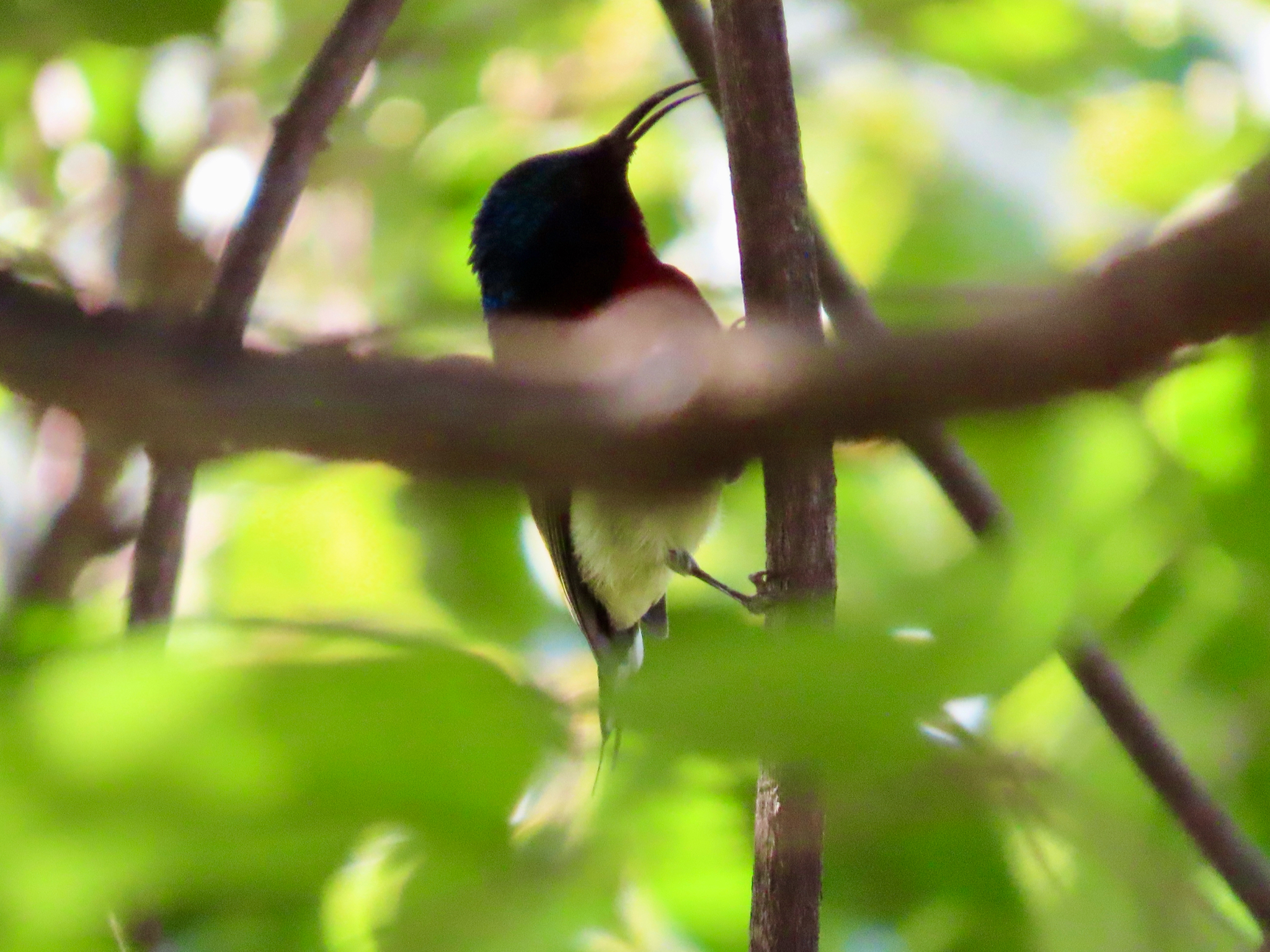 Fork-tailed Sunbird (Aethopyga christinae), photo 4