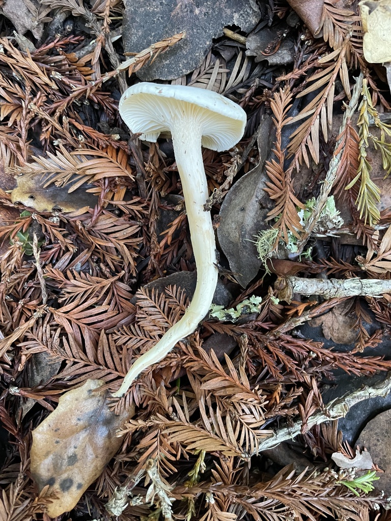 Hygrophorus roseobrunneus · January 2026 · photo: © dkincmbria (iNaturalist, cc0)